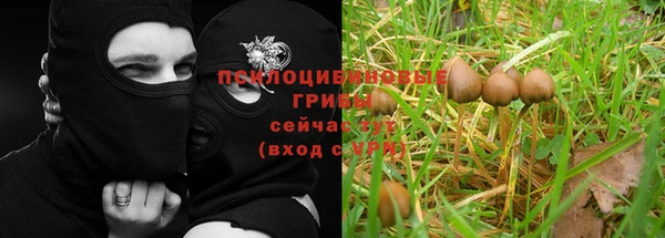 трава Карпинск